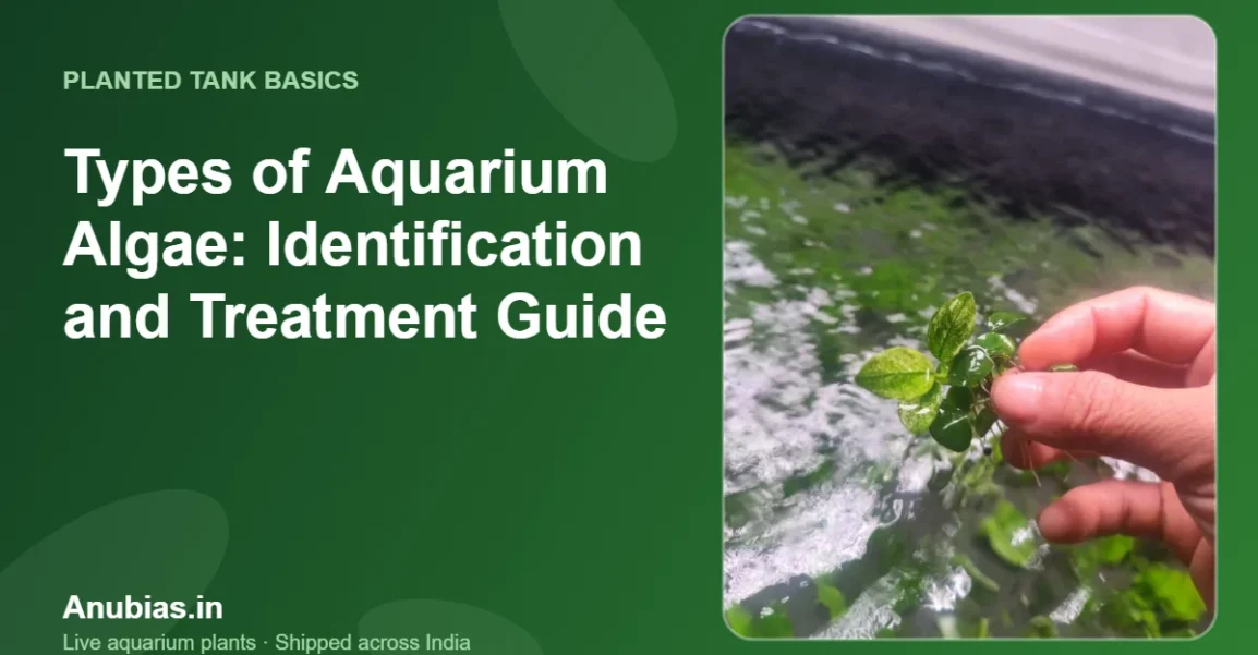Types of Aquarium Algae: Identification and Treatment Guide – Anubias.in