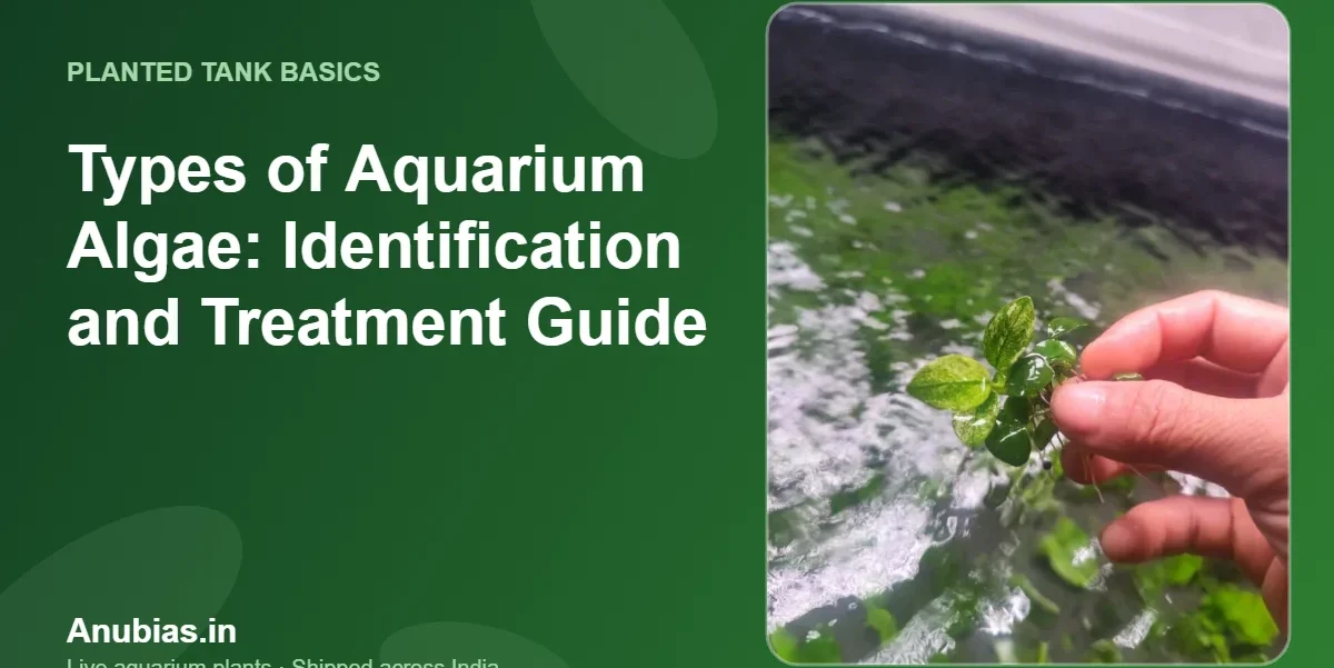 Types of Aquarium Algae: Identification and Treatment Guide – Anubias.in