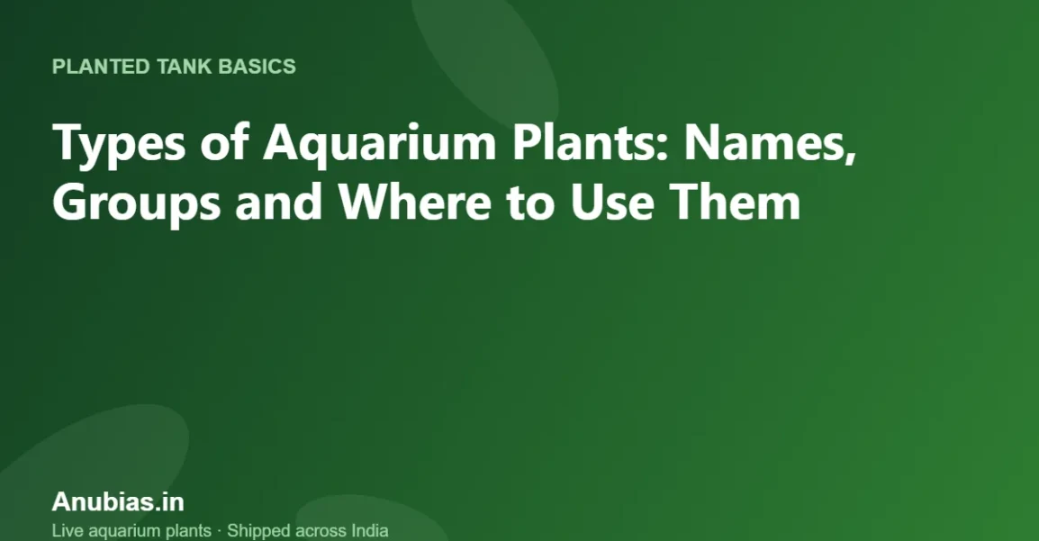 Types of Aquarium Plants: Names, Groups and Where to Use Them – Anubias.in