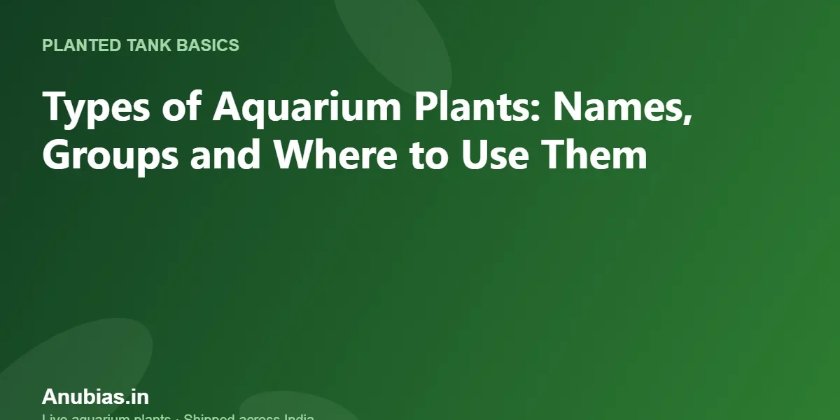 Types of Aquarium Plants: Names, Groups and Where to Use Them – Anubias.in