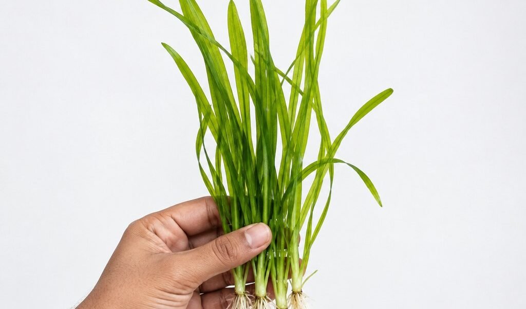 Vallisneria Nana Jungle Val — live aquarium plant held in hand, Anubias.in