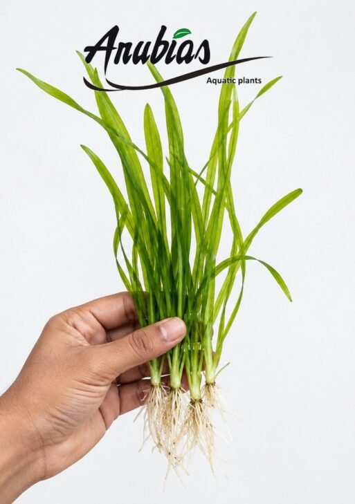 Vallisneria Nana (Jungle Val)
