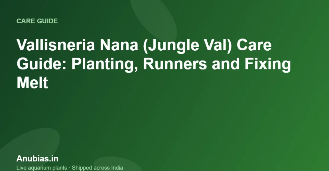 Vallisneria Nana (Jungle Val) Care Guide: Planting, Runners and Fixing Melt – Anubias.in