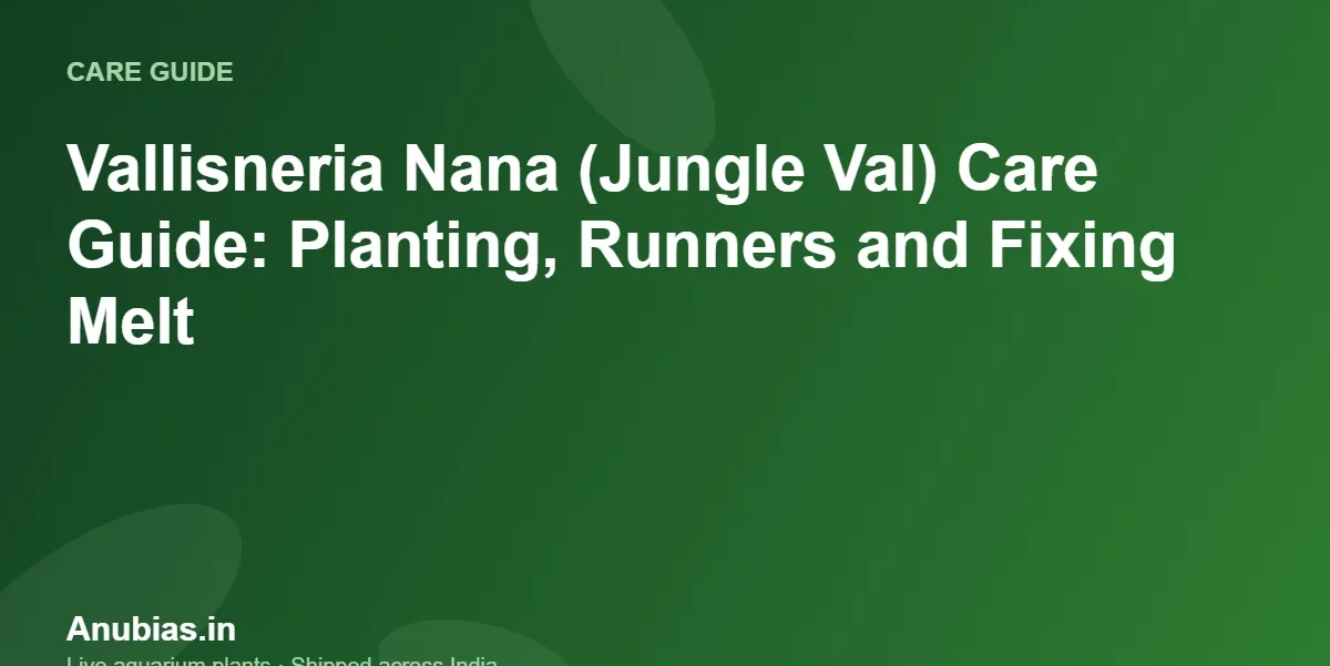 Vallisneria Nana (Jungle Val) Care Guide: Planting, Runners and Fixing Melt – Anubias.in