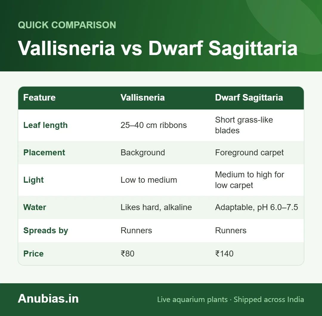 Vallisneria vs Dwarf Sagittaria comparison chart: size, placement, light, water, spreading and price