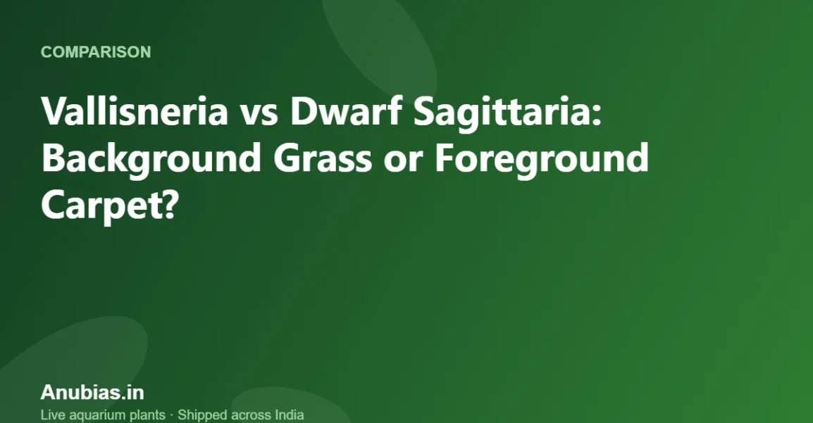 Vallisneria vs Dwarf Sagittaria: Background Grass or Foreground Carpet? – Anubias.in