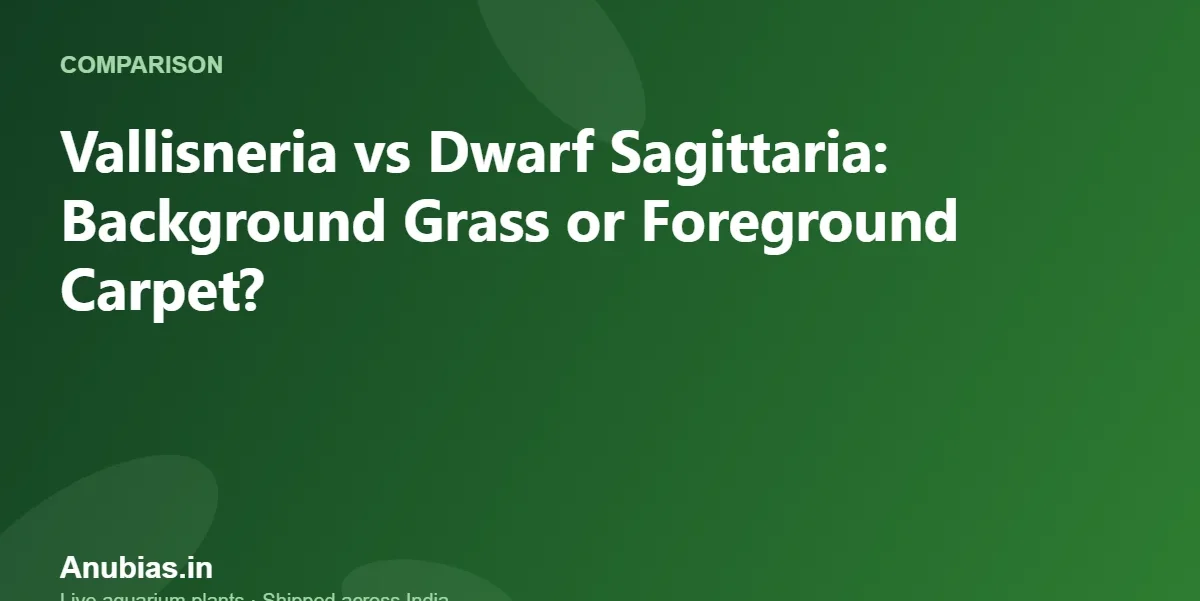 Vallisneria vs Dwarf Sagittaria: Background Grass or Foreground Carpet? – Anubias.in