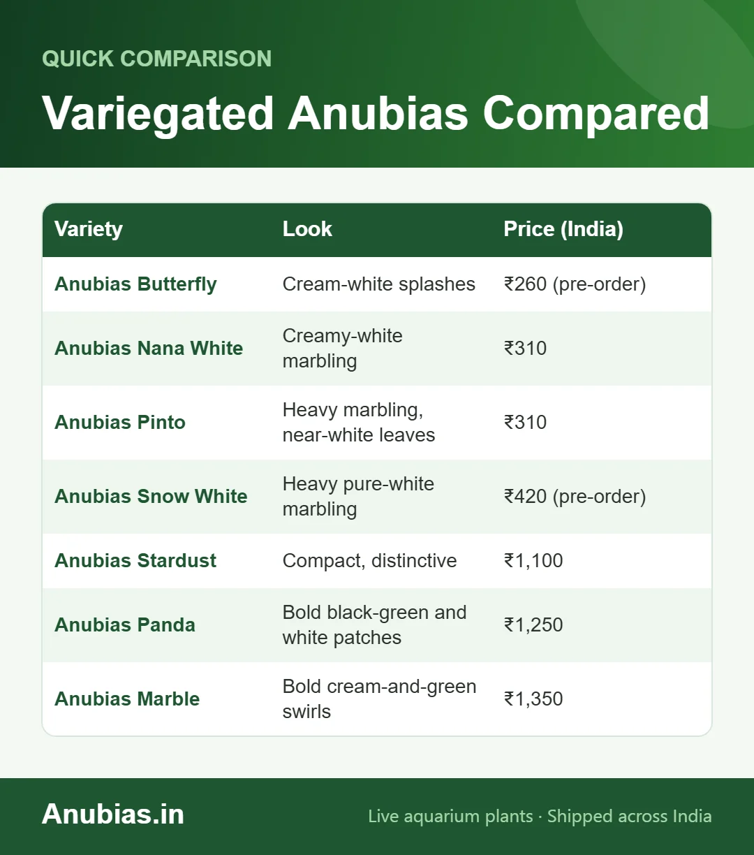 Chart comparing variegated Anubias varieties and prices in India