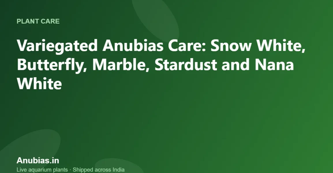 Variegated Anubias Care: Snow White, Butterfly, Marble, Stardust and Nana White – Anubias.in