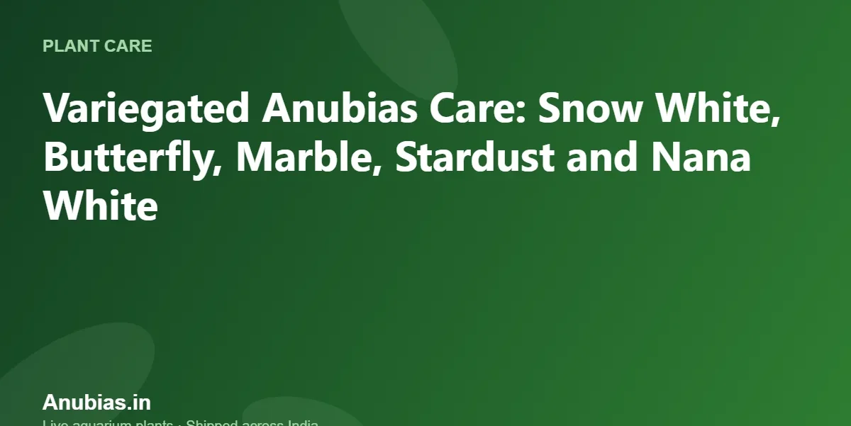 Variegated Anubias Care: Snow White, Butterfly, Marble, Stardust and Nana White – Anubias.in