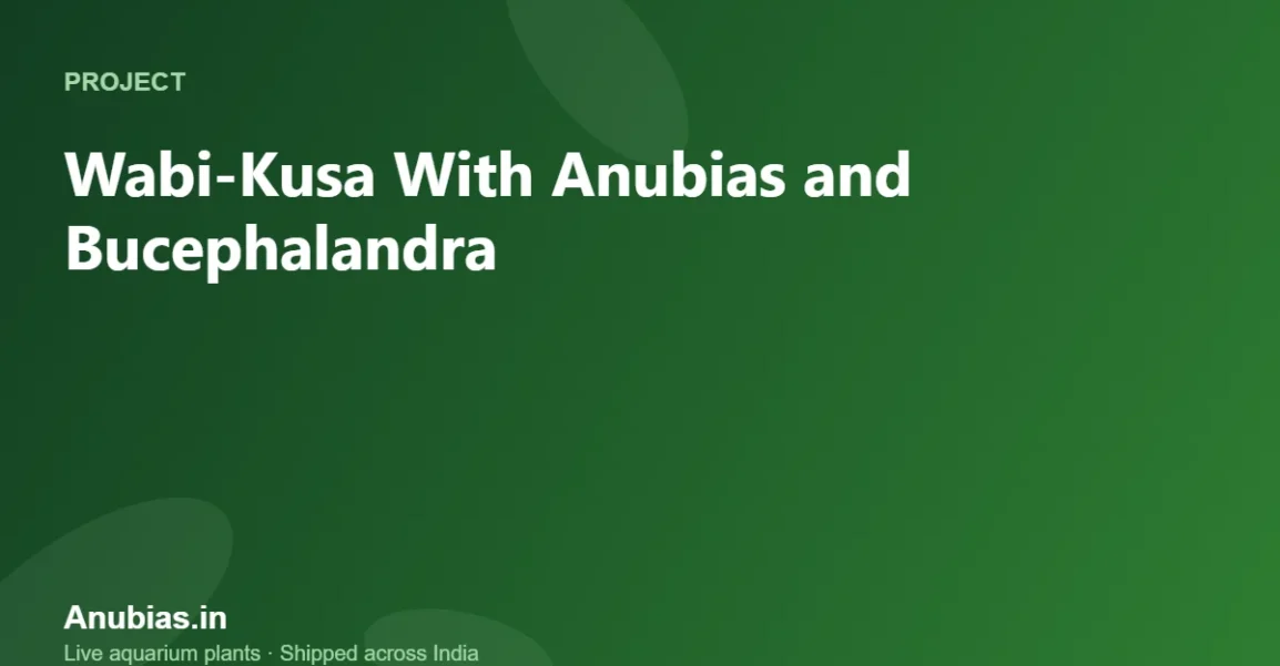 Wabi-Kusa With Anubias and Bucephalandra: Setup Guide – Anubias.in
