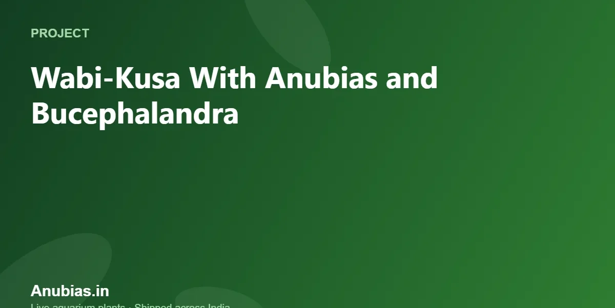 Wabi-Kusa With Anubias and Bucephalandra: Setup Guide – Anubias.in