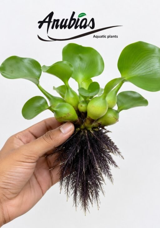 Water Hyacinth (Eichhornia crassipes)