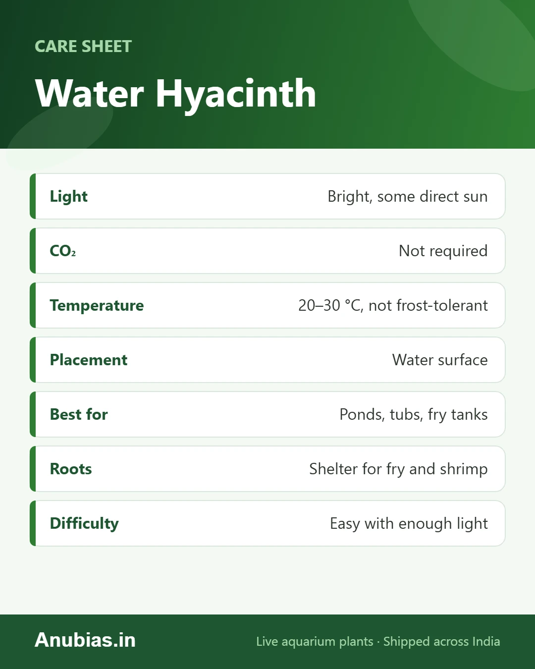 Water Hyacinth care sheet: Light, CO₂, Temperature, Placement and more