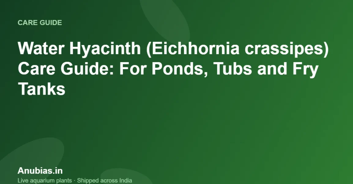 Water Hyacinth (Eichhornia crassipes) Care Guide: For Ponds, Tubs and Fry Tanks – Anubias.in
