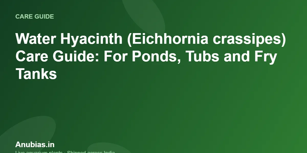 Water Hyacinth (Eichhornia crassipes) Care Guide: For Ponds, Tubs and Fry Tanks – Anubias.in