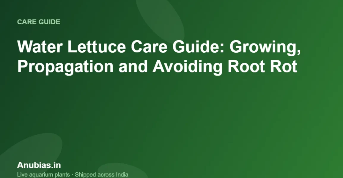 Water Lettuce Care Guide: Growing, Propagation and Avoiding Root Rot – Anubias.in
