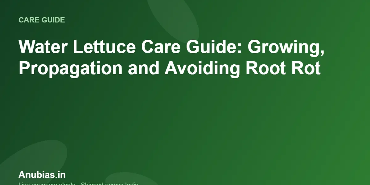 Water Lettuce Care Guide: Growing, Propagation and Avoiding Root Rot – Anubias.in