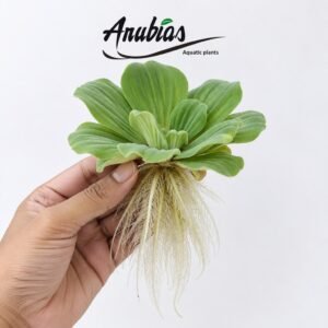 Water Lettuce (Pistia stratiotes)