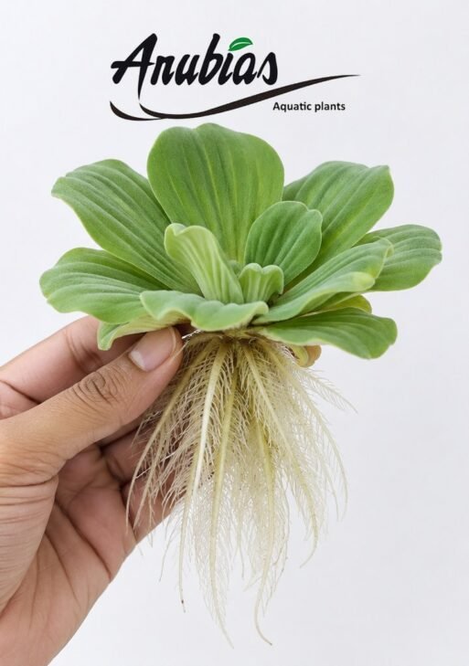 Water Lettuce (Pistia stratiotes)