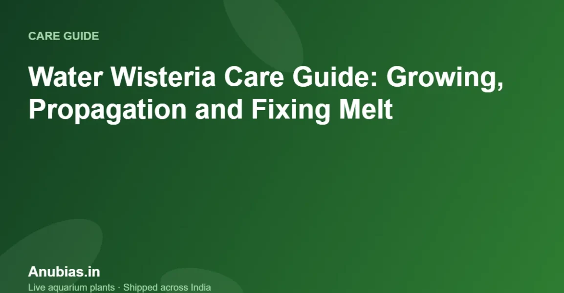 Water Wisteria Care Guide: Growing, Propagation and Fixing Melt – Anubias.in