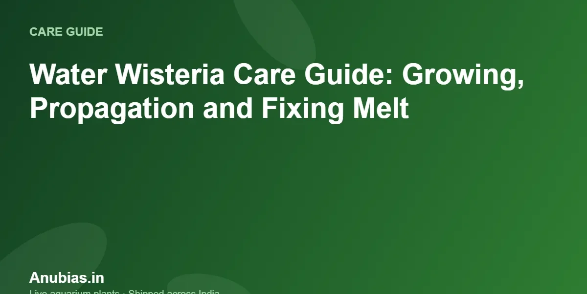 Water Wisteria Care Guide: Growing, Propagation and Fixing Melt – Anubias.in