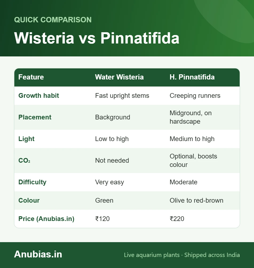Water wisteria vs Hygrophila pinnatifida comparison chart: growth, placement, light, CO2, difficulty, colour and price