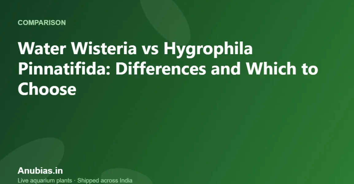 Water Wisteria vs Hygrophila Pinnatifida: Differences and Which to Choose – Anubias.in