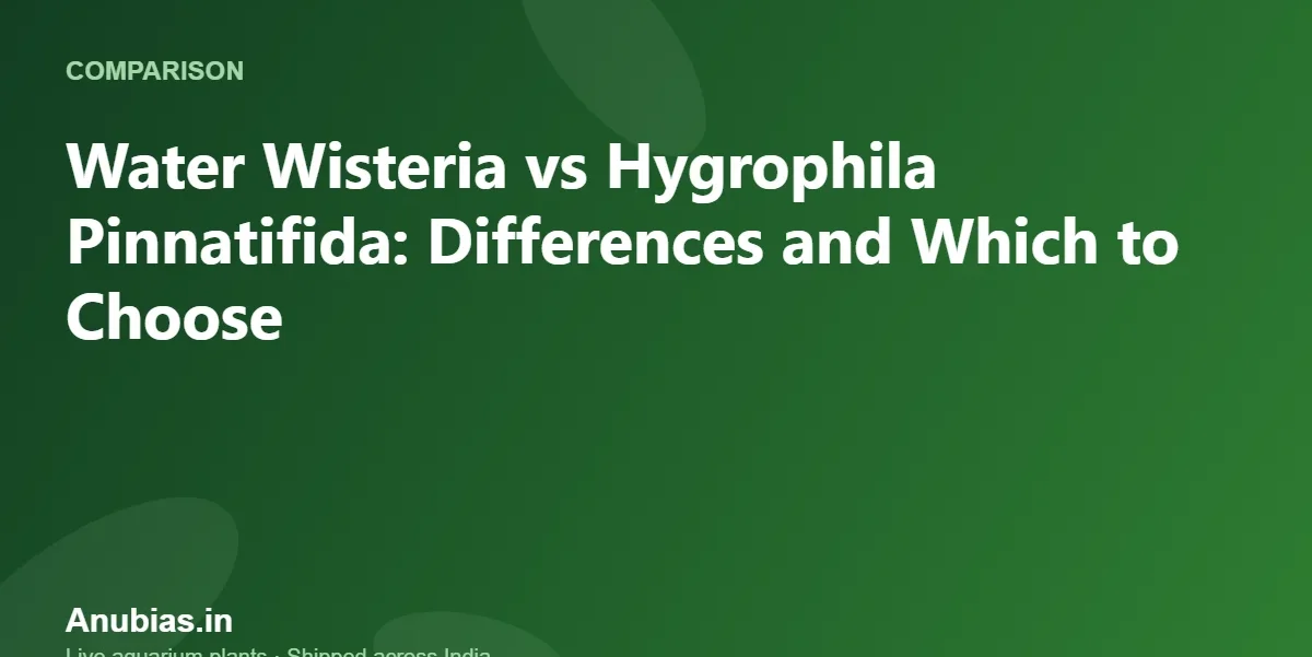 Water Wisteria vs Hygrophila Pinnatifida: Differences and Which to Choose – Anubias.in