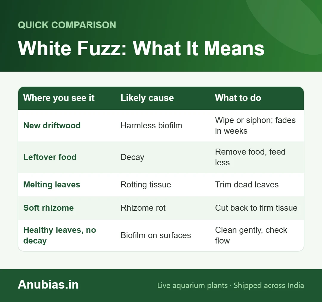 Chart explaining causes of white fuzz on aquarium plants and driftwood