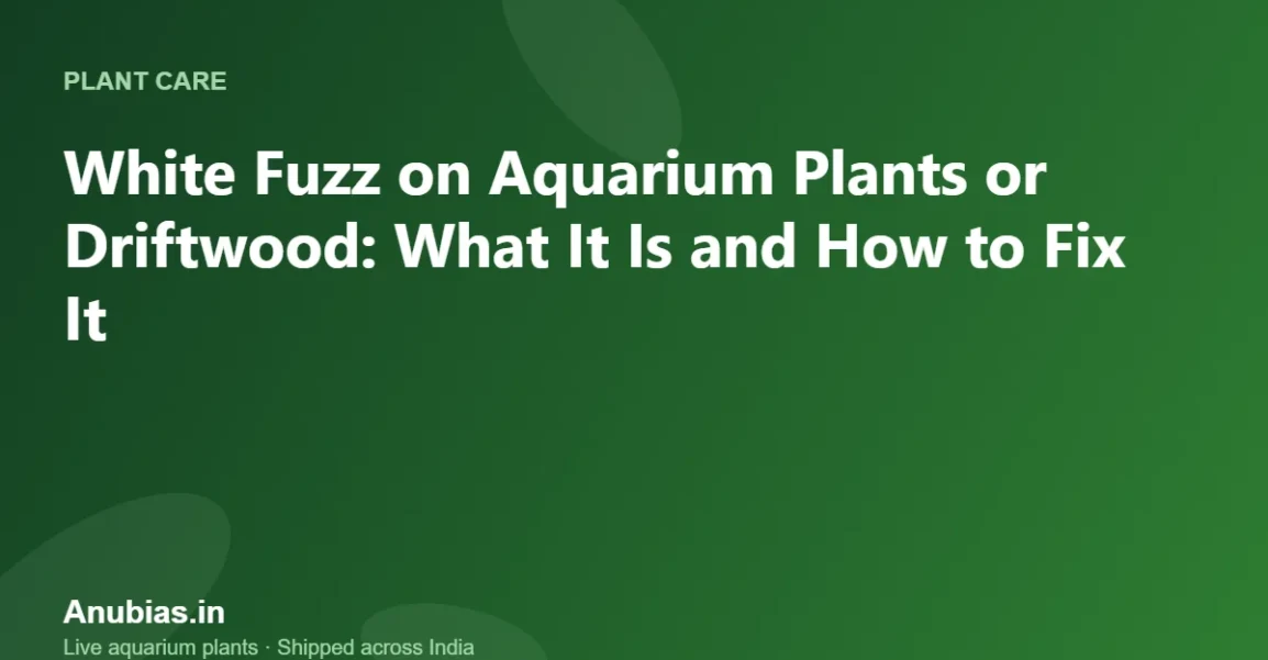 White Fuzz on Aquarium Plants or Driftwood: What It Is and How to Fix It – Anubias.in