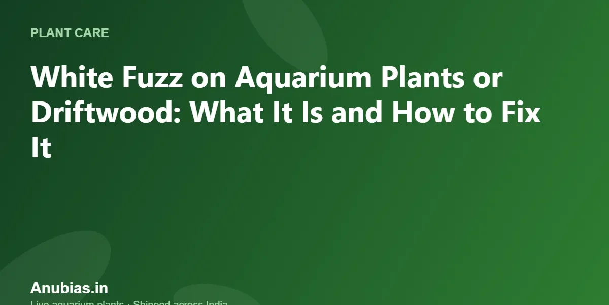 White Fuzz on Aquarium Plants or Driftwood: What It Is and How to Fix It – Anubias.in
