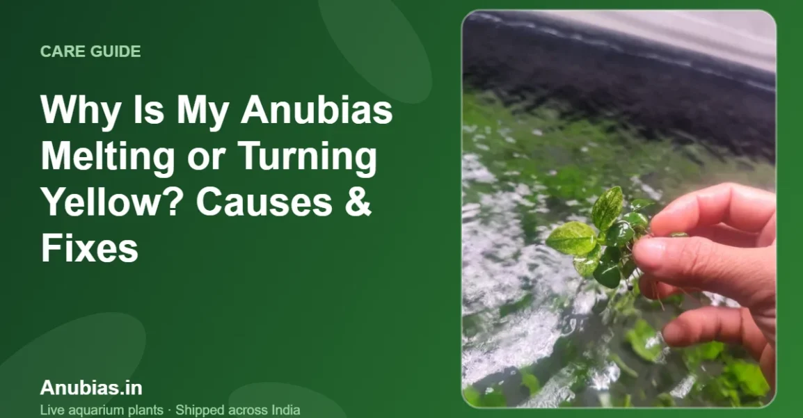 Why Is My Anubias Melting or Turning Yellow? Causes & Fixes – Anubias.in