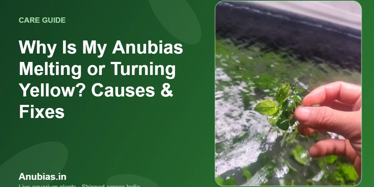 Why Is My Anubias Melting or Turning Yellow? Causes & Fixes – Anubias.in
