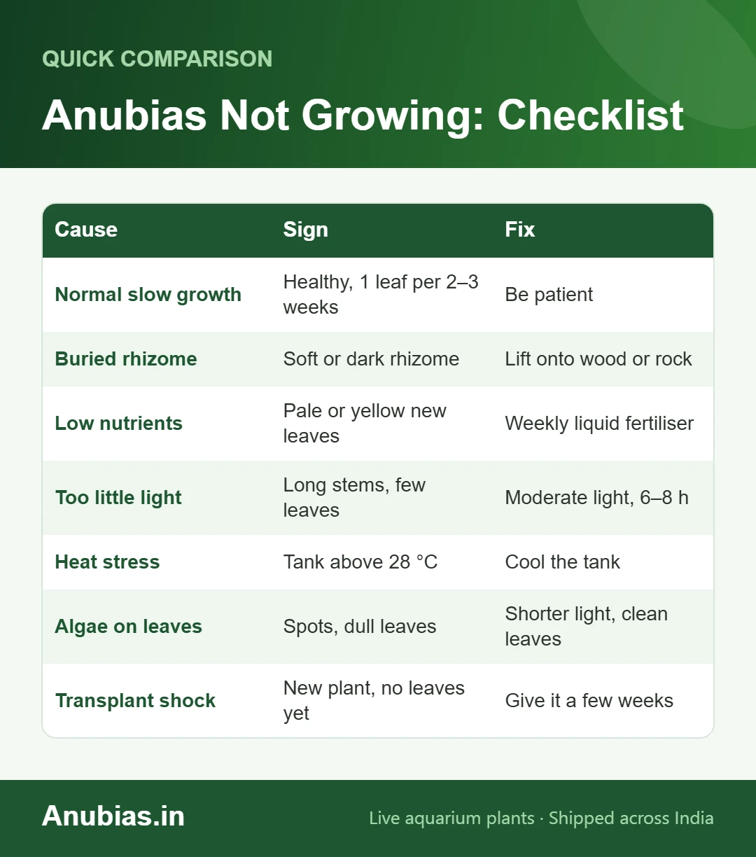 Checklist of causes when Anubias is not growing
