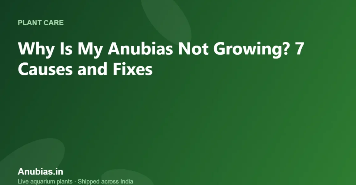 Why Is My Anubias Not Growing? 7 Causes and Fixes – Anubias.in