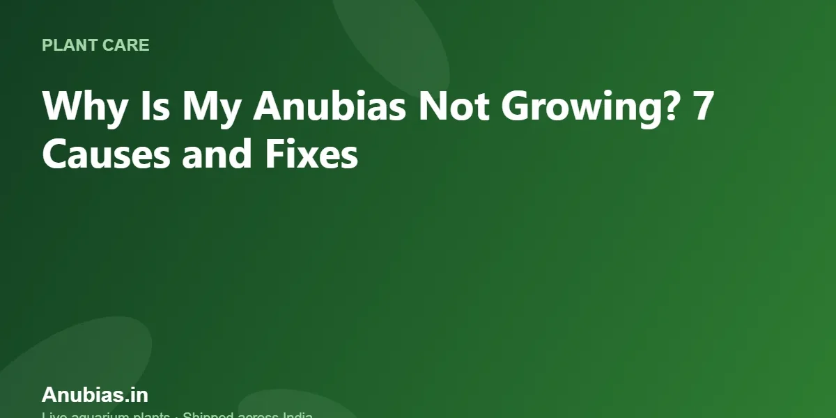 Why Is My Anubias Not Growing? 7 Causes and Fixes – Anubias.in