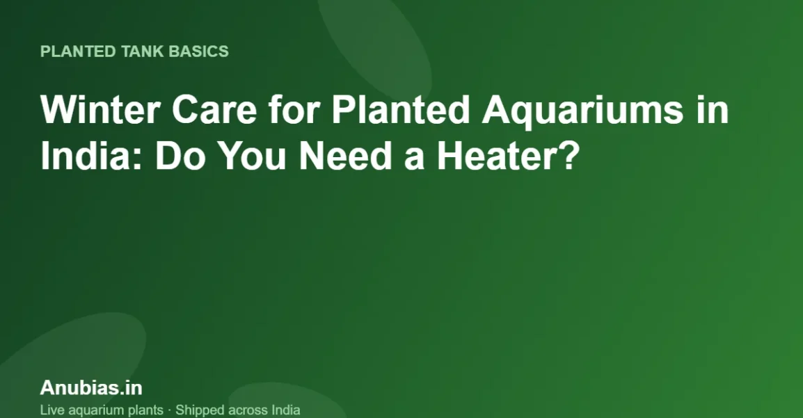 Winter Care for Planted Aquariums in India: Do You Need a Heater? – Anubias.in