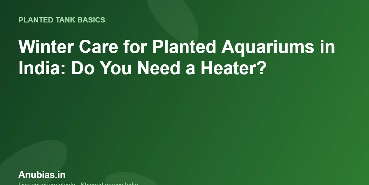 Winter Care for Planted Aquariums in India: Do You Need a Heater? – Anubias.in