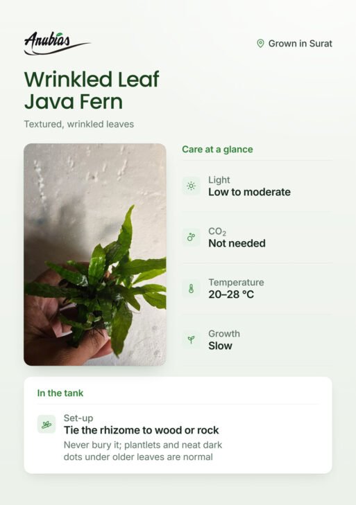 Wrinkled Leaf Java Fern (Microsorum pteropus)