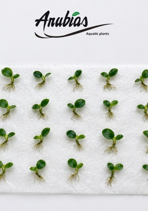 Anubias Carpet Pack — 20 XS Nana Petite