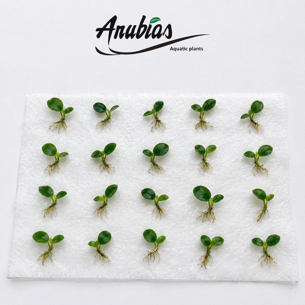 Twenty XS Anubias Nana Petite for a no-CO2 aquarium carpet