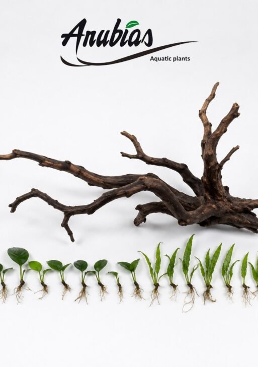 Aquarium Tree Kit — 15 XS Anubias & Java Fern to Tie on Wood