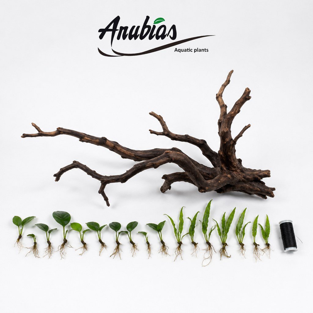 Aquarium tree kit: XS Anubias and Java fern with driftwood shown for illustration