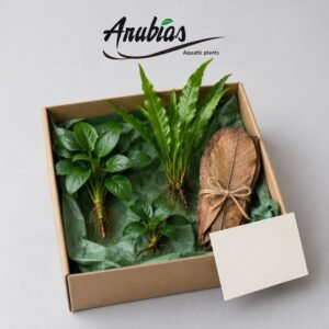 Betta Lover s Box gift from Anubias.in
