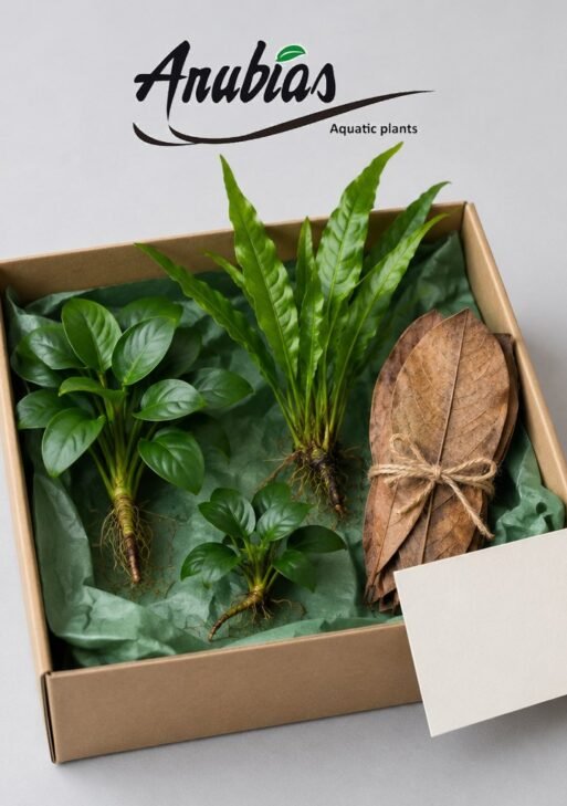 Betta Lover’s Gift Box — 3 Plants + Almond Leaves