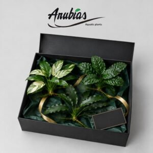 Collector Hamper gift from Anubias.in