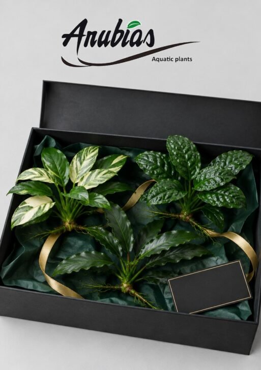 Anubias Collector Gift Hamper — Rare Picks