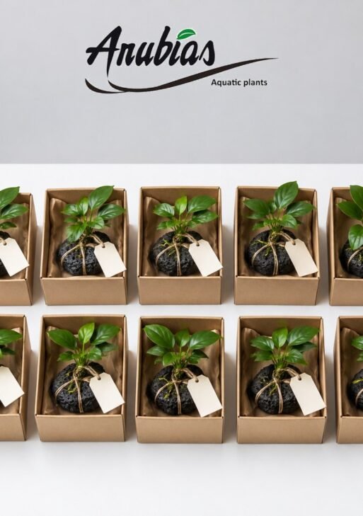 Corporate Diwali Plant Gifts — Pack of 10 Desk Plants