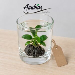 Desk Plant Gift gift from Anubias.in